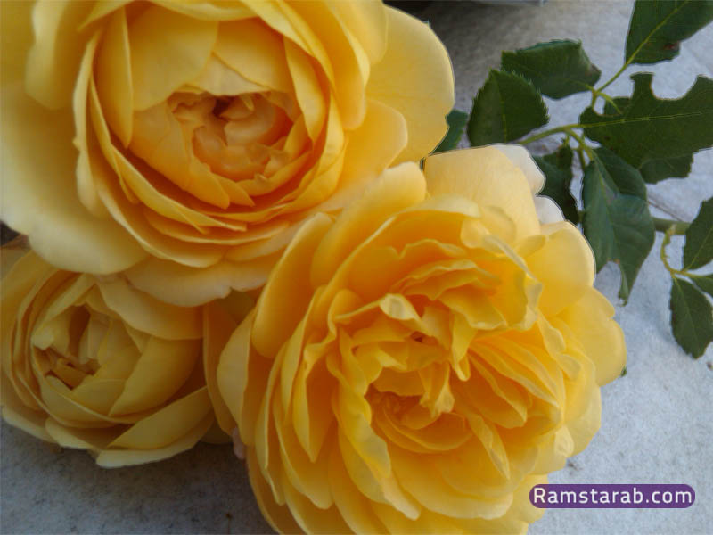 صور ورد جميل  رمسة عرب