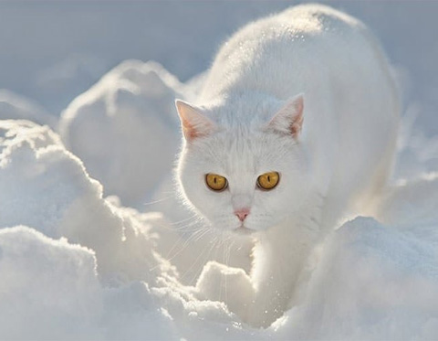 صورة قطة بيضاء