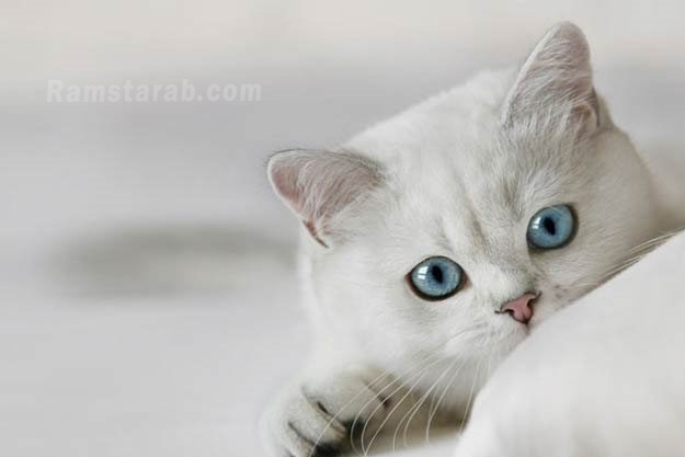 قطة بعيون زرقاء