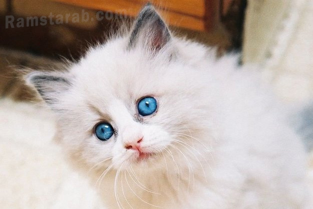 قطة جميلة بعيون ملونة