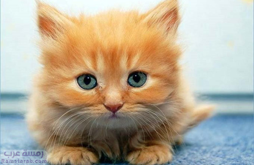 قطة مشمشي صغيرة