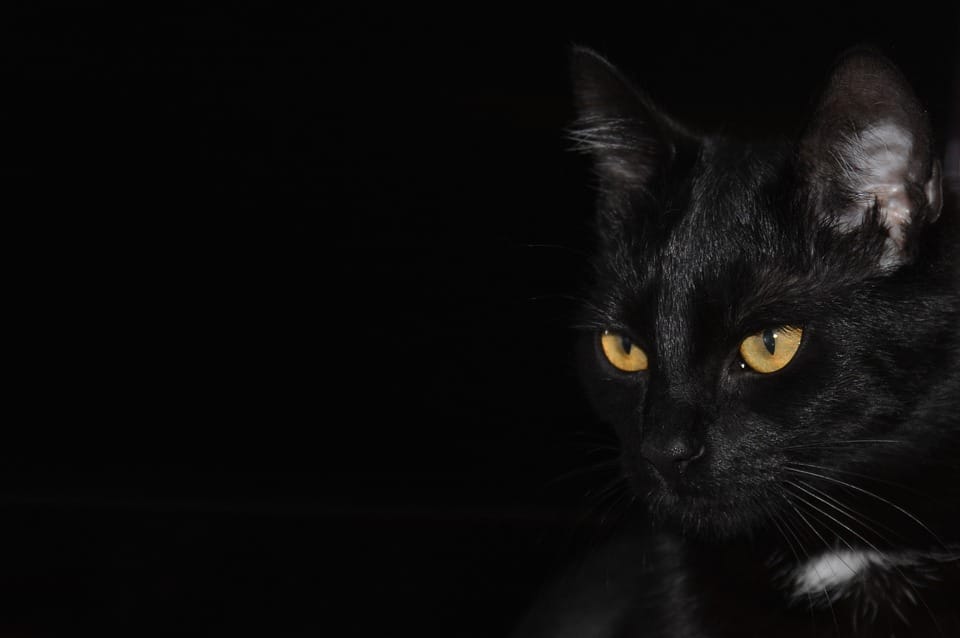 خلفيات سوداء قطط