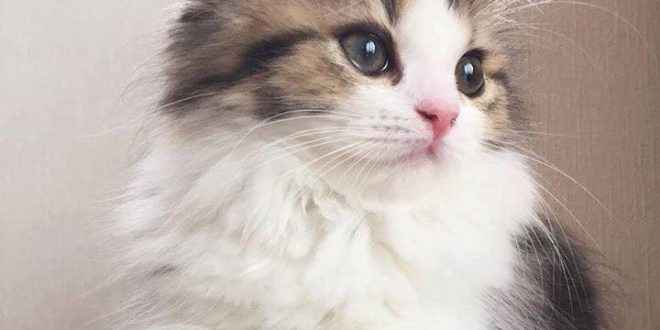 صور قطط13