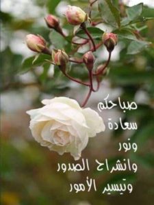 صور صباح الخير23