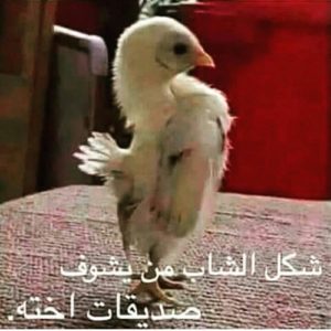 صور مضحكة19