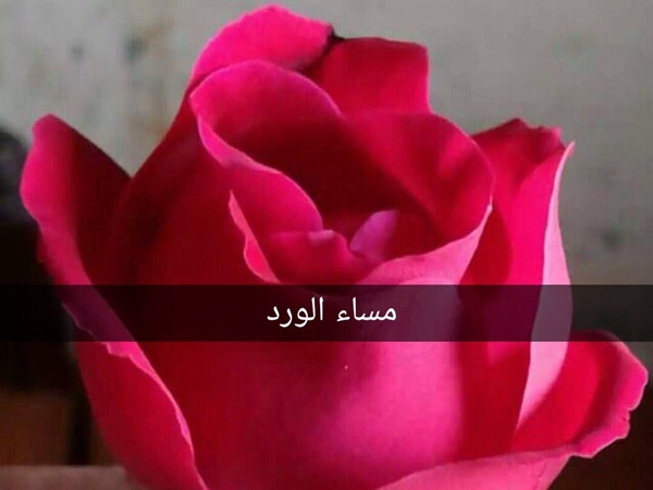 صور مساء الورد19