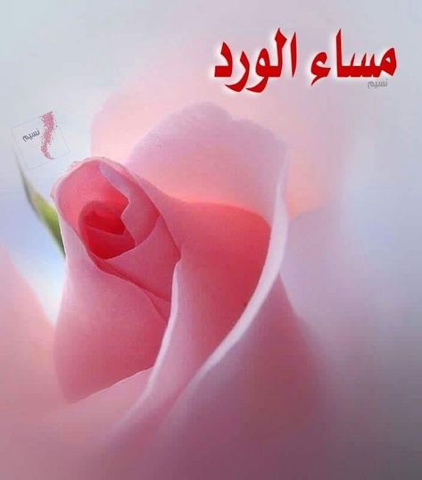 صور مساء الورد20