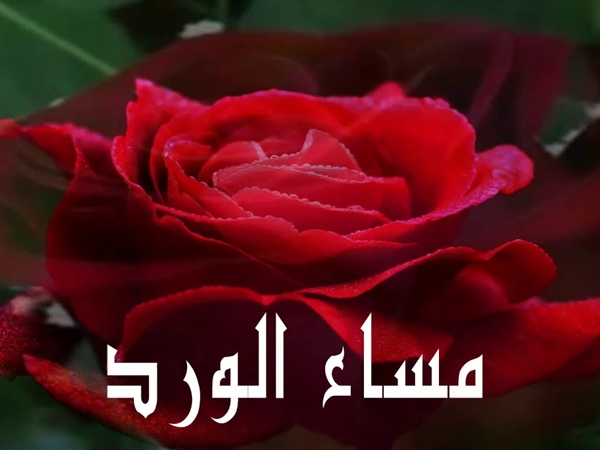 صور مساء الورد3