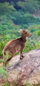 صور حيوانات6