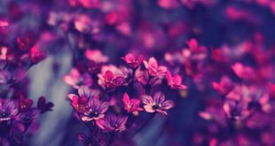 خلفيات ورد50