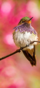 صور حيوانات2