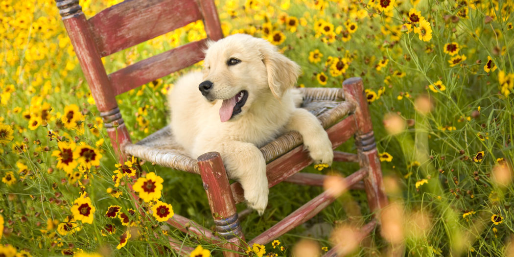 خلفيات حيوانات وطيور وفراشات عالية الجودة رمسة عرب