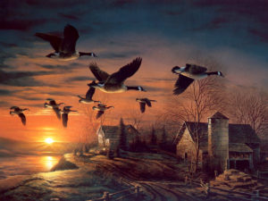 خلفيات طبيعية22