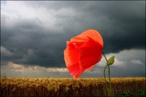 خلفيات طبيعية18