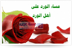 صور مساء الورد10