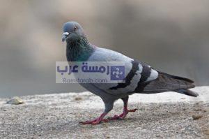 صور حمام22