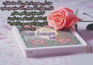 صور قرآن7