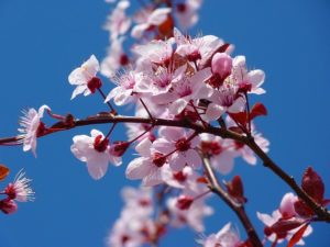 مناظر طبيعية (4)