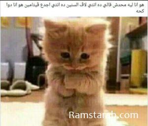 بوستات قطط مضحكة