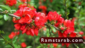 صور ورد أحمر24