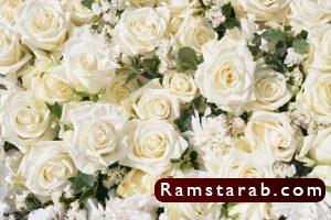 صور ورد ابيض33