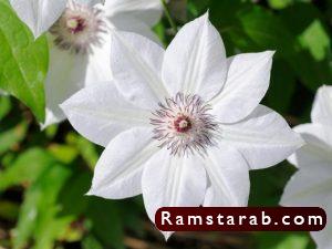 صور ورد ابيض31