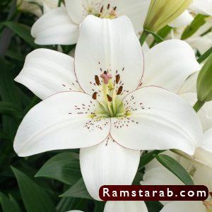 صور ورد ابيض40