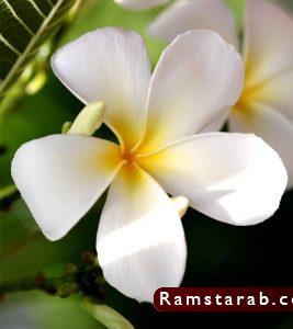 صور ورد ابيض36
