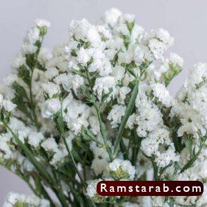 صور ورد ابيض32