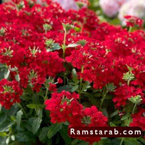صور ورد أحمر22