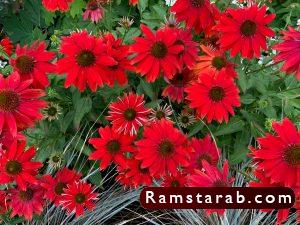 صور ورد أحمر18