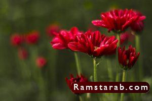 صور ورد أحمر6
