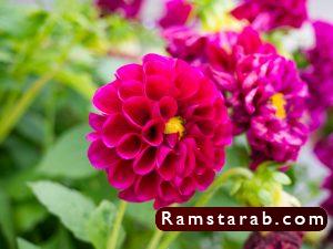 صور ورد أحمر7