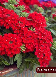 صور ورد أحمر3