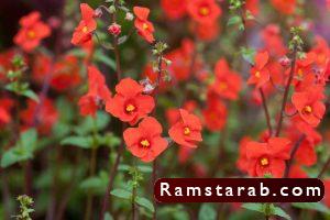 صور ورد أحمر16