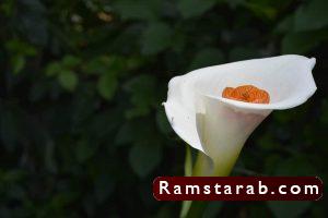 صور ورد ابيض28