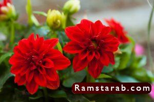 صور ورد أحمر20