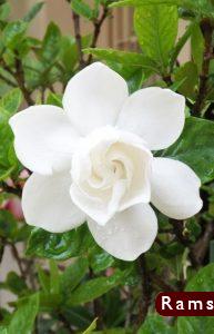 صور ورد ابيض30