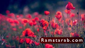 صور ورد أحمر9