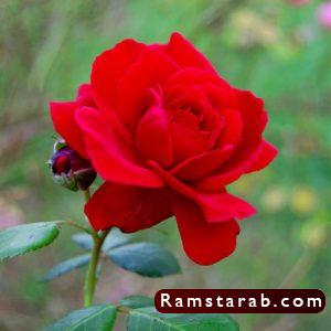 صور ورد أحمر2