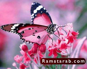 فراشات25
