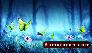 فراشات27
