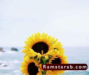 صور ورد اصفر23