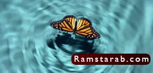 فراشات21
