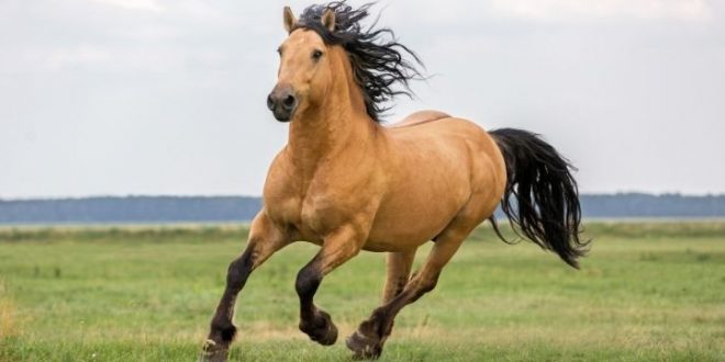 صور خيل20