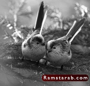 صور ابيض واسود34