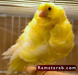 صور كناري25