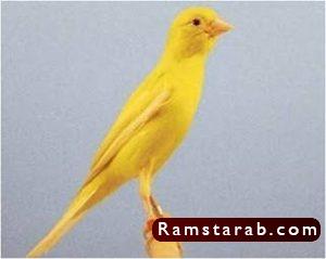 صور كناري24