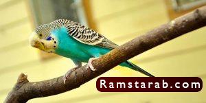 صور كناري26