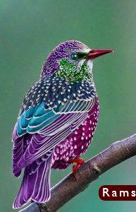 صور طيور26